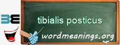 WordMeaning blackboard for tibialis posticus